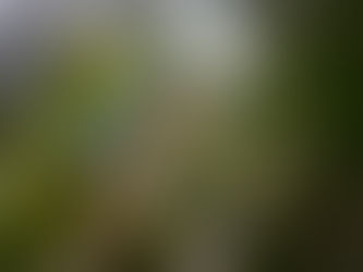 Le martin-pécheur d'Amazonie, sentinelle contre la pollution 