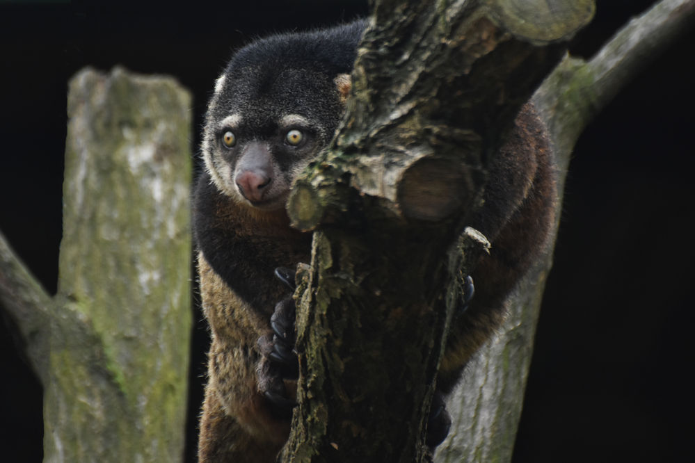 A la découverte du couscous des Célèbes, victime de la chasse et du trafic