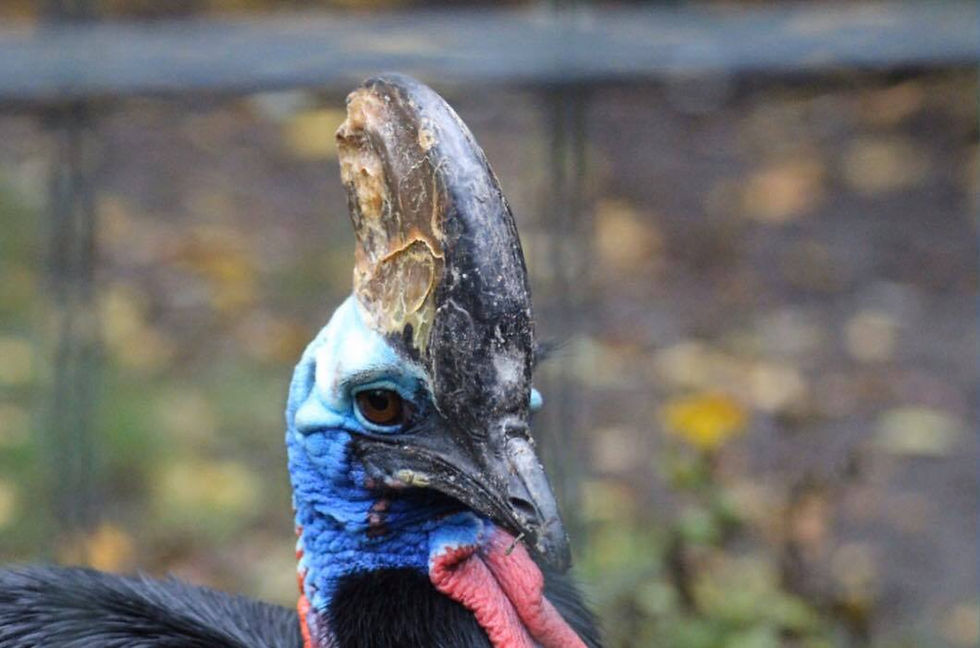 Casoar à casque (Casuarius casuarius)