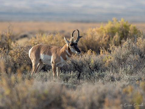 Le pronghorn, un héritage de la Préhistoire à préserver