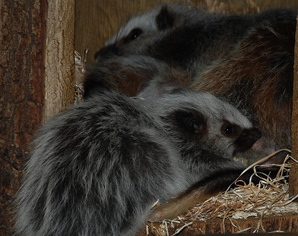 Rat des nuages animalia