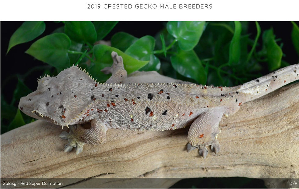 Thumbnail: Dalmatian 2 "Stella" 