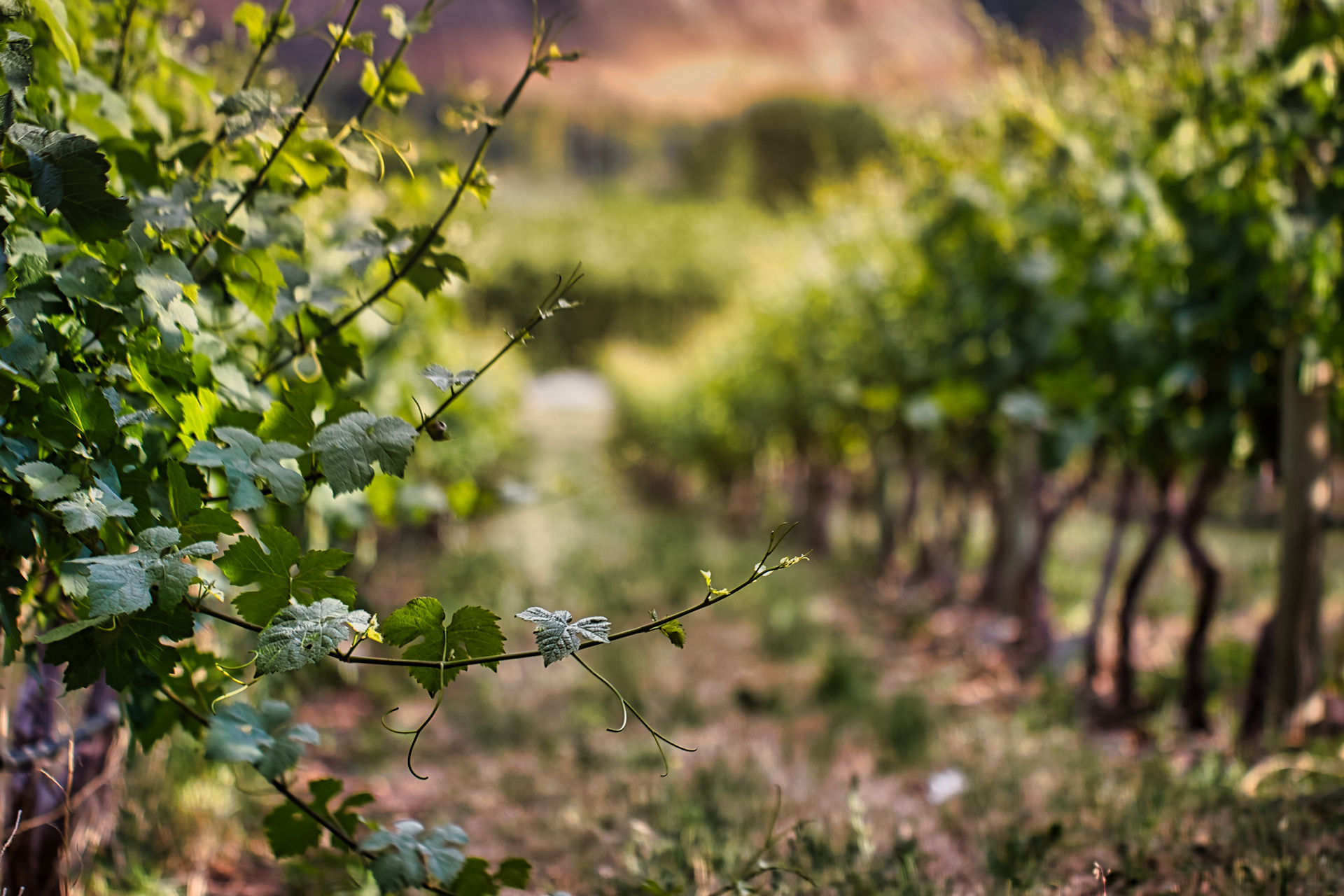 Vineyard View