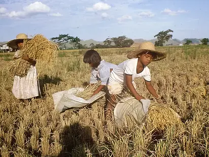 Rice harvesting.jpg.webp