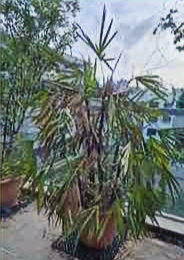 Potted Plants Disposed By Fast Paid Disposal SG from a Condo in the east of Singapore 
