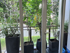 5 Heavy Potted Plants Disposed & Clean Up By Fast Paid Disposal SG From a Condo In Orchard 