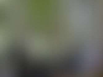 5 Potted Plants Disposed By Fast Paid Disposal From a Condo in Bukit Timah Road