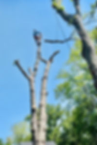 IMG_2623.jpeg