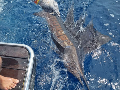 Catch & Release Fishing for Pelagic Species: Tips for Sustainable Offshore & Beach Angling