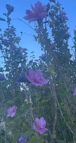 IMG_0802.jpeg