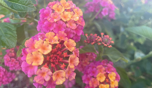 IMG_0803.jpeg