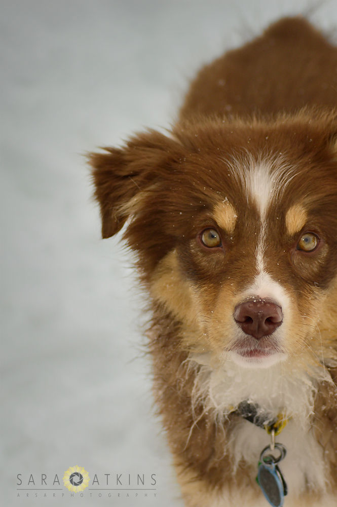 Honey Likes Snow!