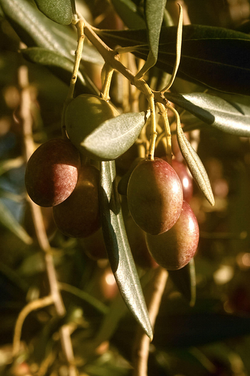 Edited Image 2013-5-20-18:34:22