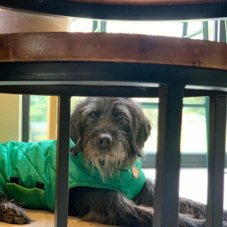 A dog called Bear in a green coat looking through some chair legs