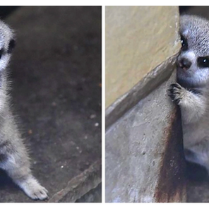 Coming across as shy can be a powerful plus point