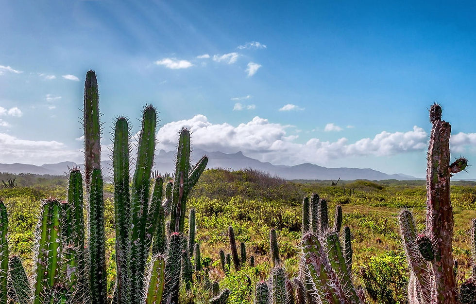 Kakteen in einer Wüstenlandschaft, mit Bergen im Hintergrund unter blauem Himmel. Sonnige Atmosphäre, vereinzelte Wolken. Venezuela