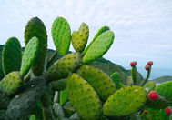 Reisemål Kanariøyene