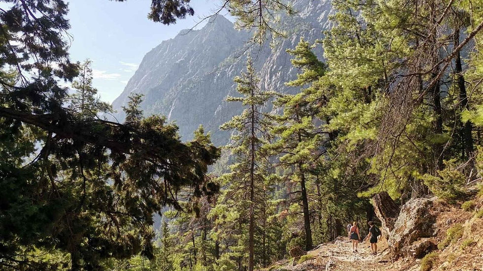 Wanderer auf sonnigem Waldweg vor steiler Bergwand, umgeben von Kiefern.