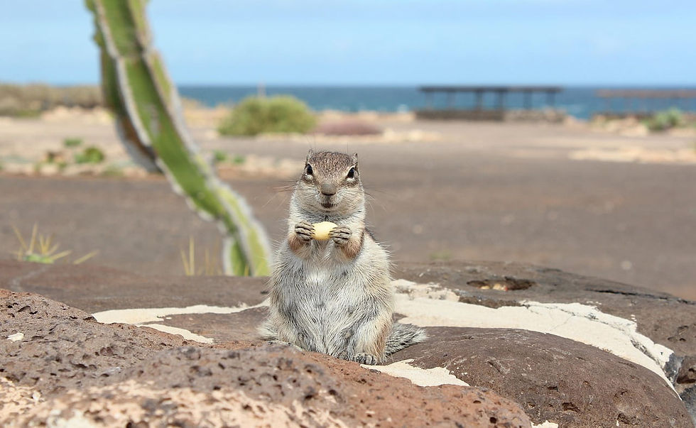 Atlashörnchen hält eine Nuss auf Felsen am Meer, mit Kaktus und unscharfem Strand im Hintergrund.