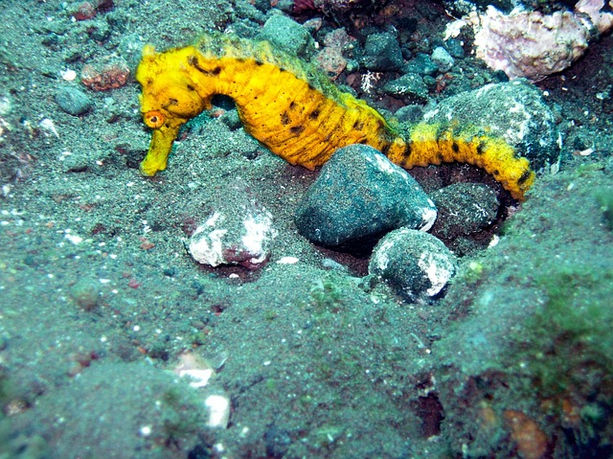 Unterwasserwelt Malediven