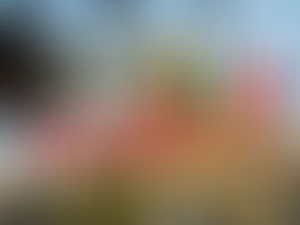 Beste Reisezeit für Guadalajara