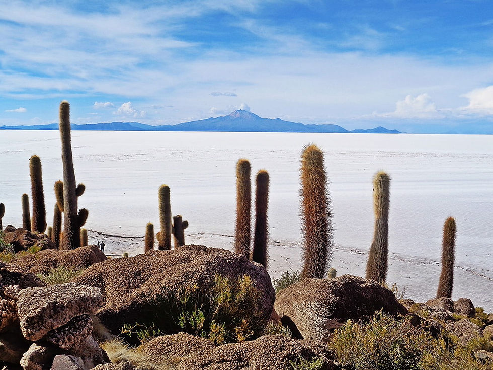Kakteen wachsen auf Felsen in einer Wüstenlandschaft mit Salzebene im Hintergrund. Blauer Himmel und Berge in der Ferne. Ruhige Stimmung. Reiseziel Bolivien