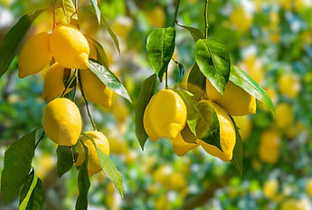 Lemon Tree_edited.jpg