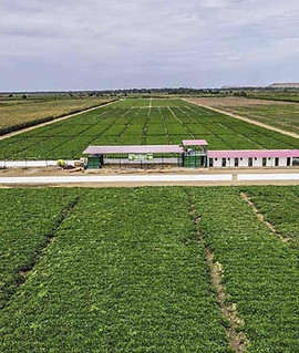 Agro angola.jpg