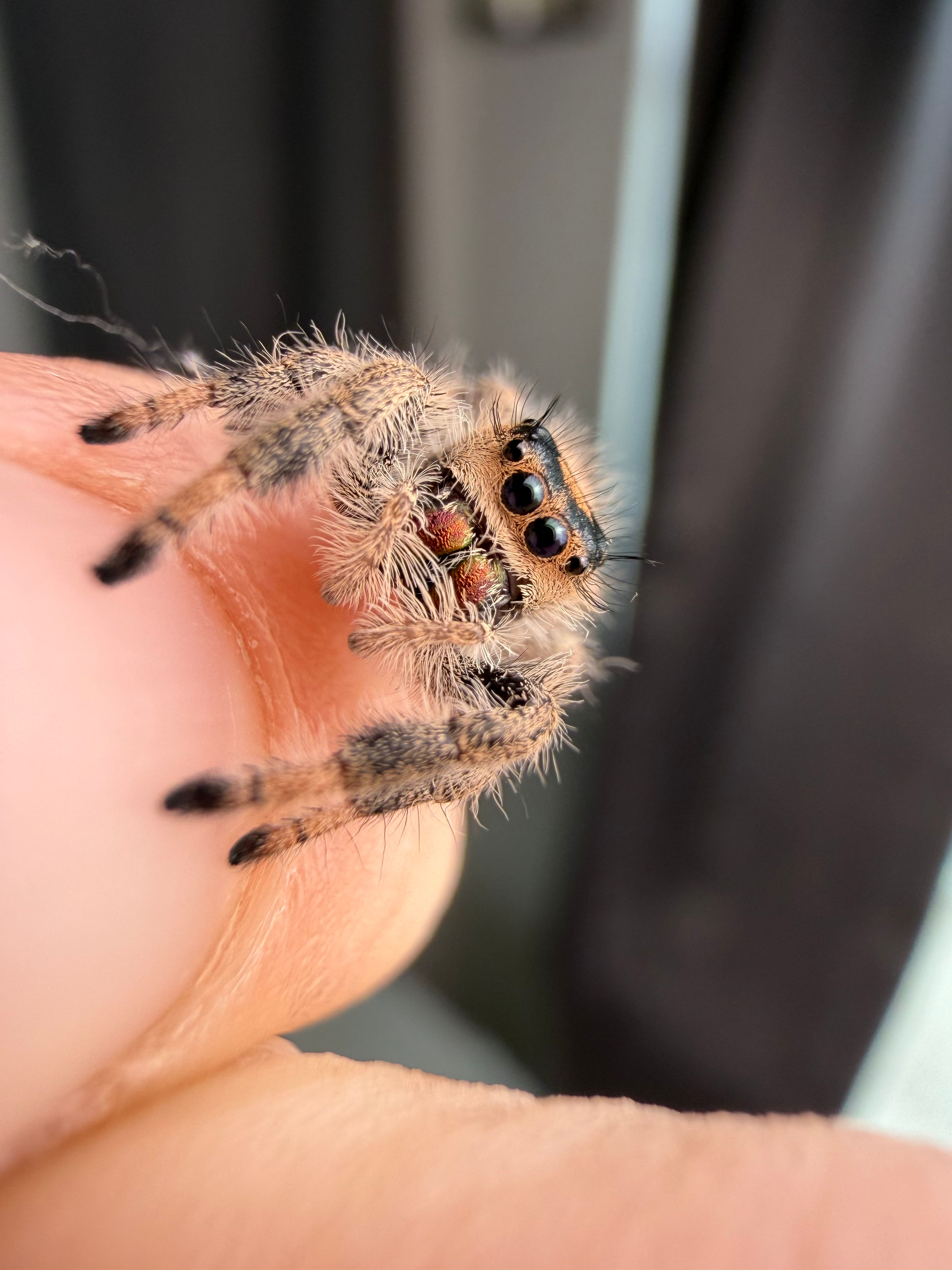 FALL SALE Edith