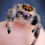 Thumbnail: Calendula 