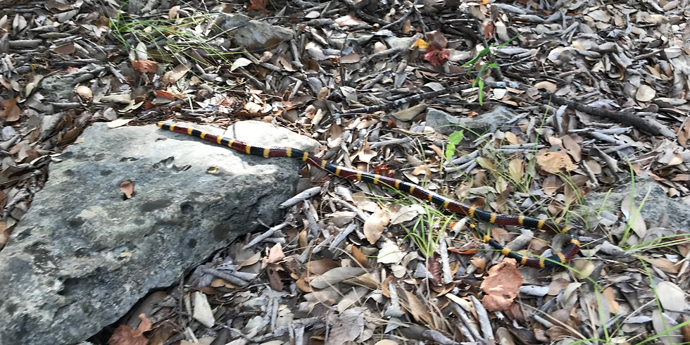 DONE - Snake Education Course