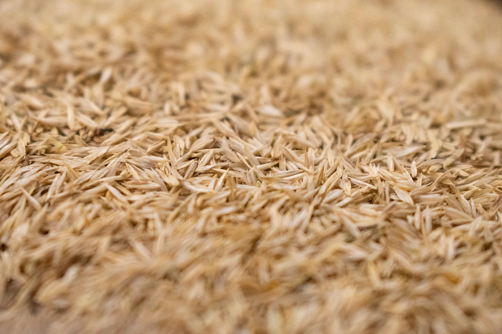 Koelaria.macrantha.seed.2.jpg