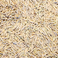Pseudoroegnaria.spicata.Seed.1.jpg