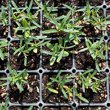 Asclepias.speciosa.1.jpg