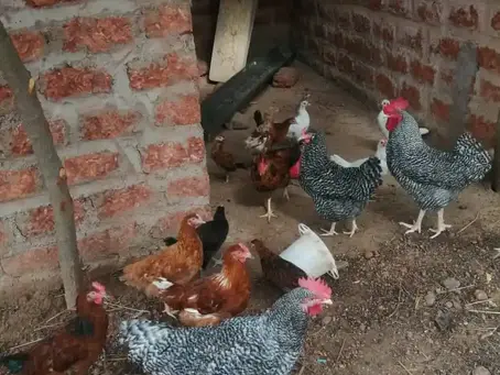 Weelderige tuin in Tansila