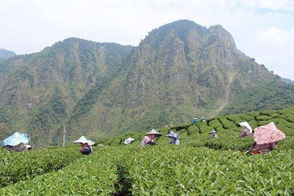 Tea Bridge