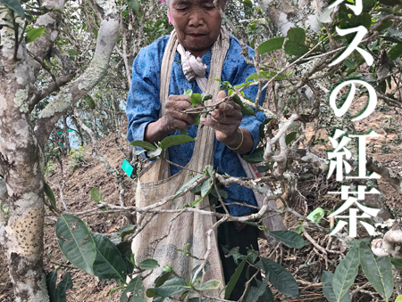 青蛾茶房