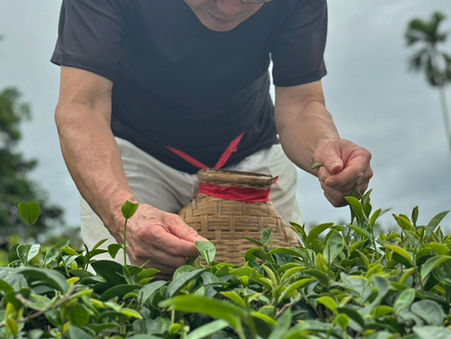 【両日】茶香好友