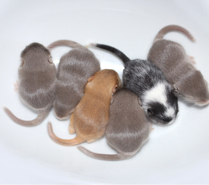 Rennmaus Jungtiere