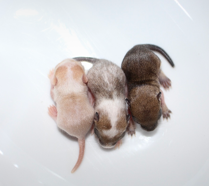 Rennmaus Jungtiere