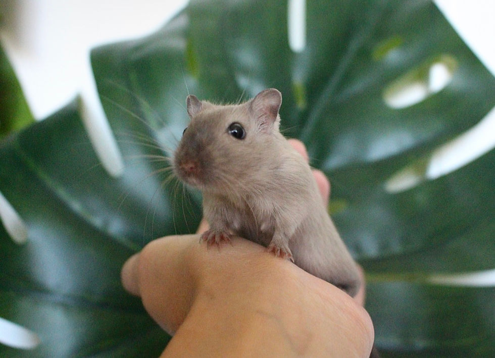 Rennmaus Marder
