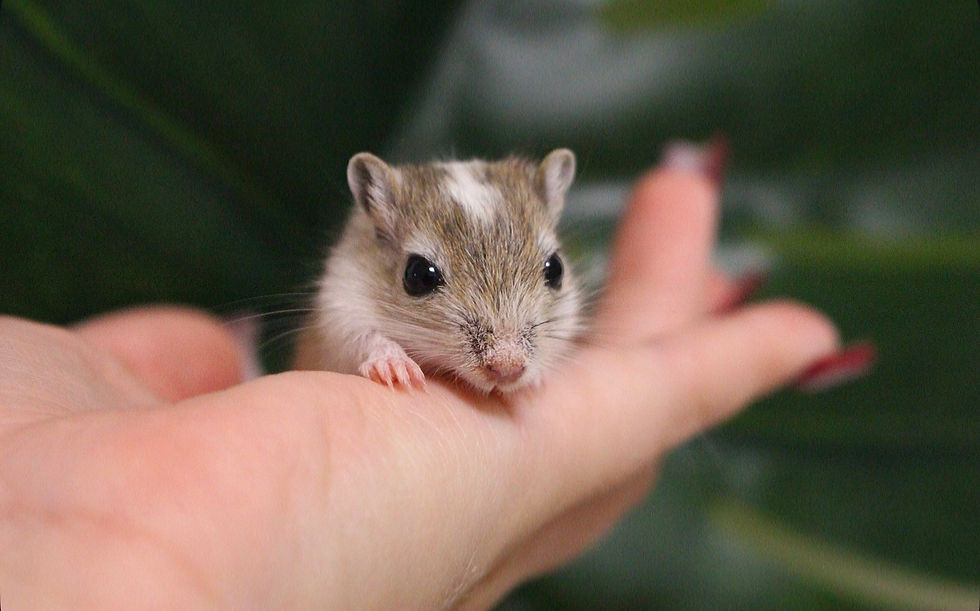 Rennmaus Agouti Schecke