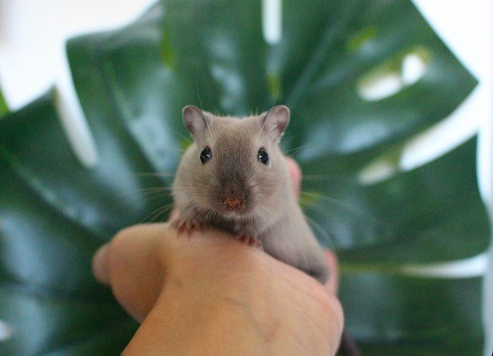 Rennmaus Marder