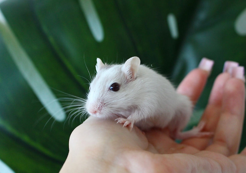 Rennmaus Platin Schecke