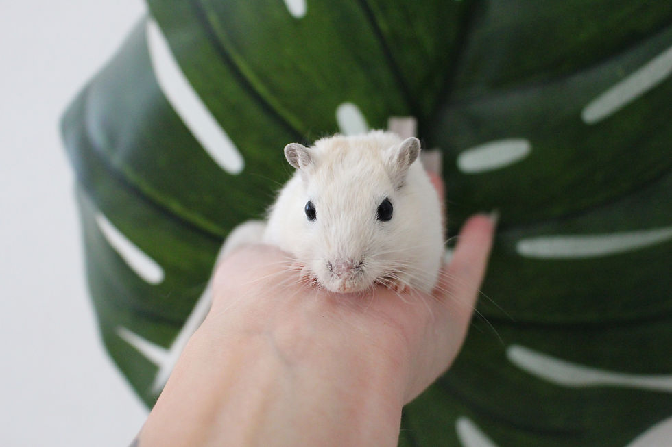 Rennmaus Algierfuchs Schecke Re