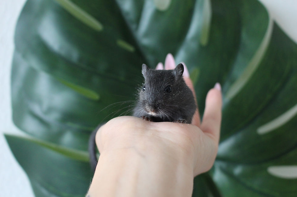 Rennmaus Schwarz
