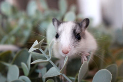 Rennmäuse aus Rennmauszucht Tamsrenner
