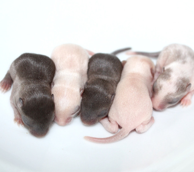 Rennmaus Jungtiere