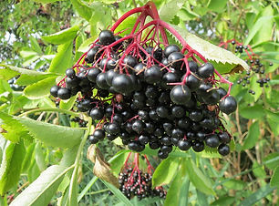 20130823Sambucus_nigra1.jpg