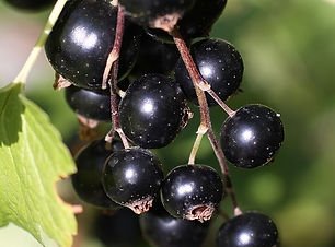 Une_grappe_de_cassis.JPG